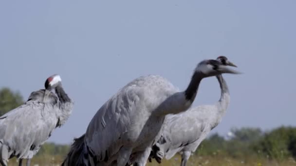 Żurawie Zbliżenie Migracja Żurawi — Wideo stockowe