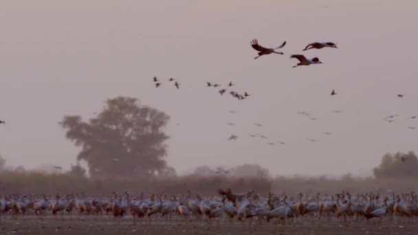 Kranen Vlucht Vogels Vliegen Vliegen Slow Motion Beeld — Stockvideo