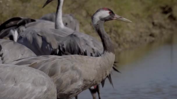 Ptačí Jeřáb Pije Vodu Řeky Zblízka — Stock video