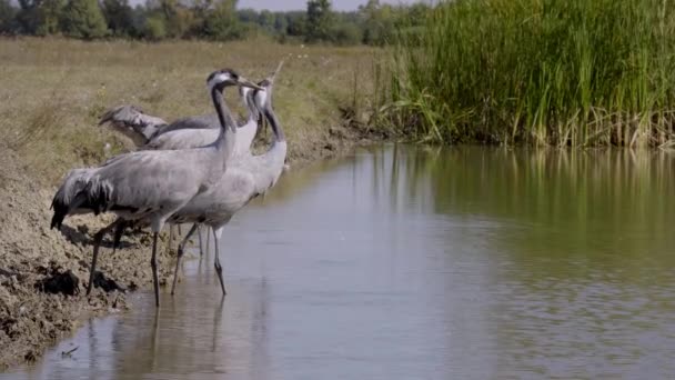 Pássaro Guindaste Bebe Água Rio — Vídeo de Stock