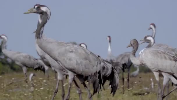 Żurawie Polu Rodzina Ptaków — Wideo stockowe
