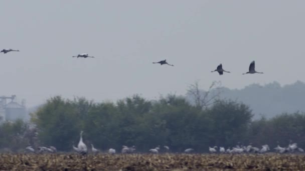 Γερανοί Που Πετούν Πτήση Σχηματισμού Μεταναστευτικό Πουλί Grus Grus Αργή — Αρχείο Βίντεο