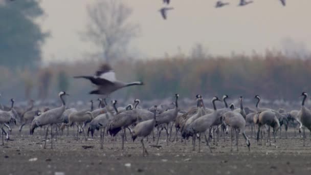 Duizenden Crane Bird Filed Slow Motion Image — Stockvideo
