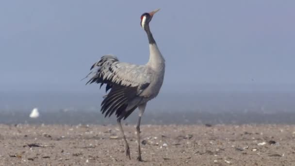 Gewone Vogels Kraan Hortobagy Hongarije — Stockvideo