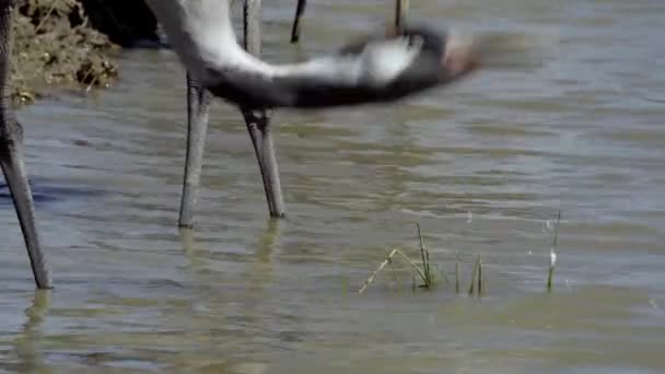 Kraanvogel Drinkt Water Uit Rivier Voorgrond — Stockvideo