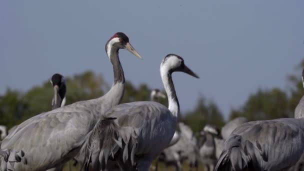 Żurawie Polu Rodzina Ptaków — Wideo stockowe