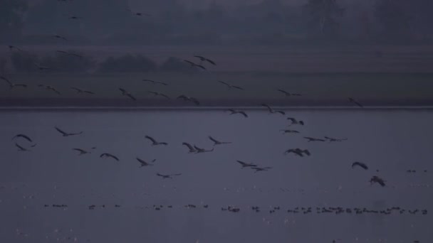 Grues Volant Vol Formation Oiseaux Migrateurs Grus Grus — Video