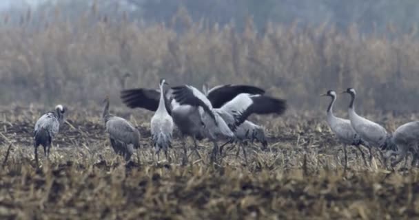 Kranen Eten Een Veld Grus Grus — Stockvideo