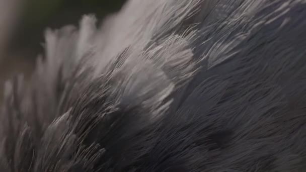 Common Cranes Feather Close Image — 비디오