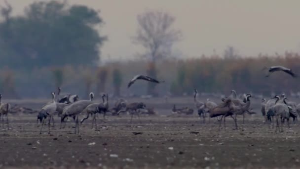 Vogelkraanvogel Hortobagy Hongarije Slow Motion Image — Stockvideo