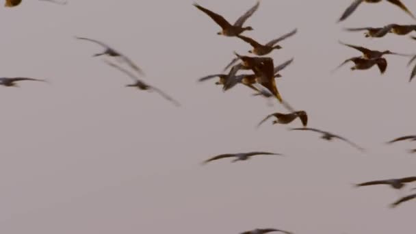 Guindastes Voando Voo Formação Pássaro Migratório Grus Grus — Vídeo de Stock