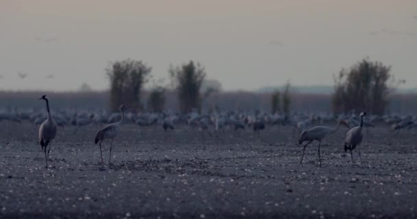 Thousands Crane Bird Filed — Stock Video