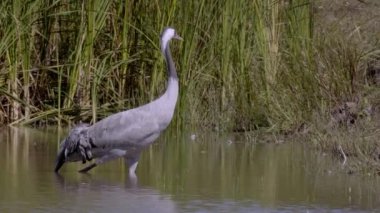 Vinç kuş içecekler su River