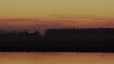 Turnalar Uçuyor, Kuşlar Uçuyor, Uçuyor