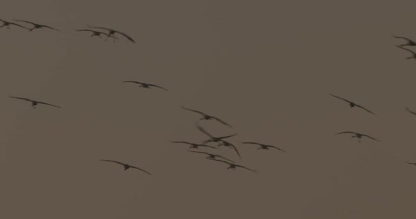Grues Volant Vol Formation Oiseaux Migrateurs Grus Grus — Video