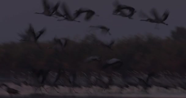数以千计的鹤鸟在湖畔 — 图库视频影像