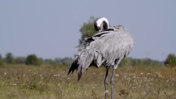 Běžní Ptáci Jeřáb Hortobagu Maďarsko — Stock video