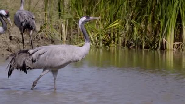 Crane Bird Drinks Water River — Stock Video