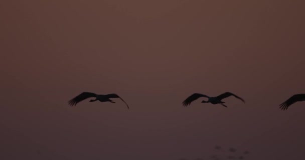 Kranen Vliegen Formatie Vlucht Trekvogel Grus Grus — Stockvideo