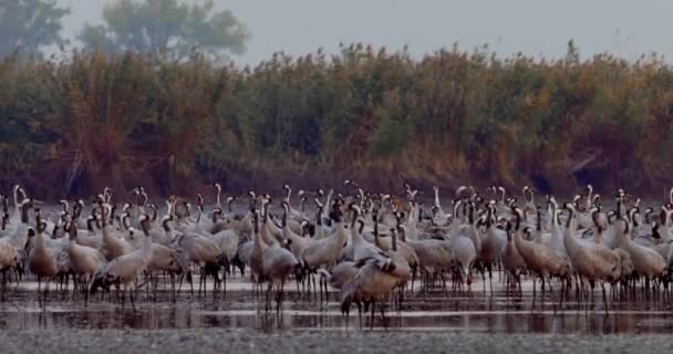 Vanliga Fåglar Crane Hortobagy Ungern — Stockvideo