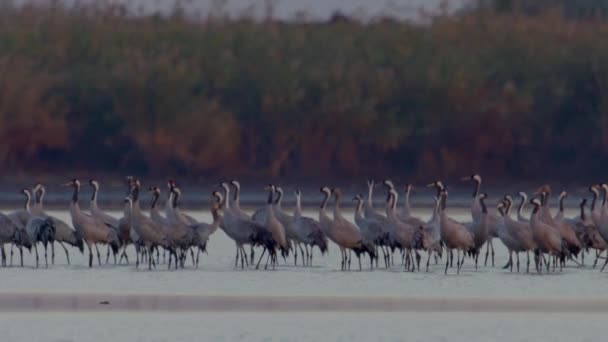 Duizenden Kraanvogels Aan Het Meer — Stockvideo