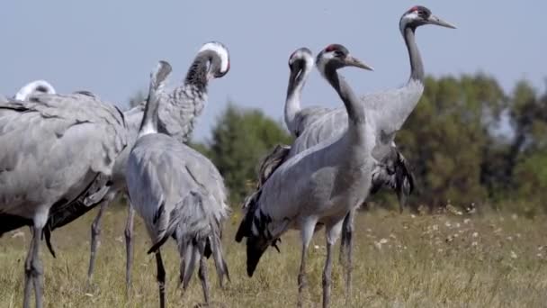 Журавлі Родині Польових Птахів — стокове відео