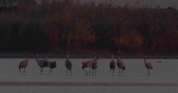 중앙아메리카의 호수에서 두루미 — 비디오