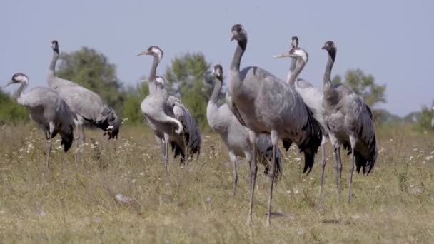 Běžní Ptáci Jeřáb Hortobagu Maďarsko — Stock video