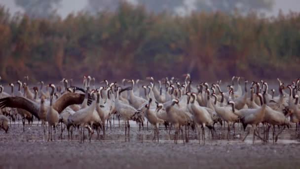 Common Birds Crane Hortobagy Maďarsko Slow Motion — Stock video