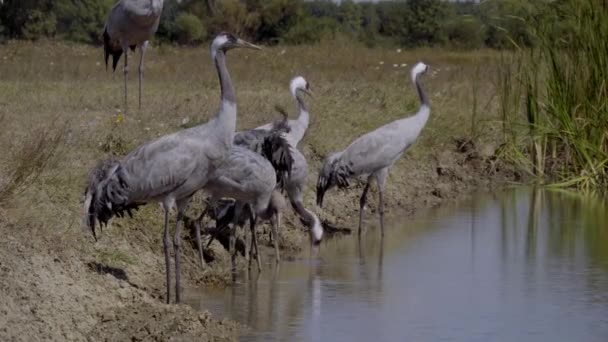 鹤鸟饮料水从河 — 图库视频影像