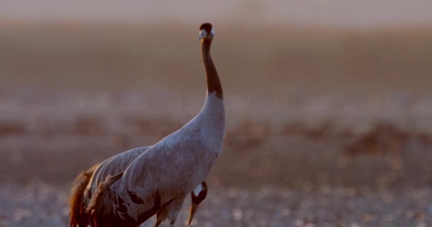 Crane Common Birds Hortobagy Hungary Close — стокове відео