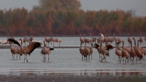 数以千计的鹤鸟在湖畔 — 图库视频影像