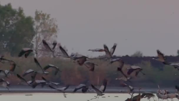 Kranen Vliegen Formatie Vlucht Trekvogel Grus Grus — Stockvideo