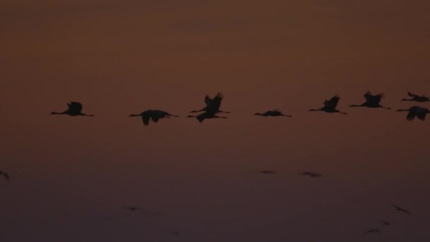 Kranar Som Flyger Formationsflygning Flyttfågel Grus Grus Slow Motion — Stockvideo