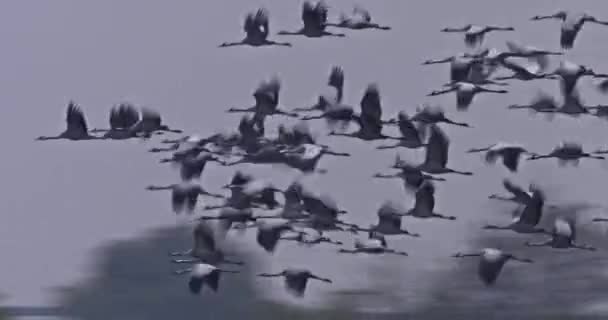 Kranen Vliegen Formatie Vlucht Trekvogel Grus Grus — Stockvideo