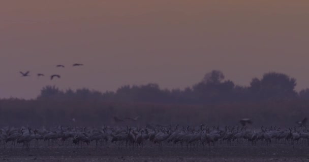 Cranes Migration Hungary Central Europe — Stock Video