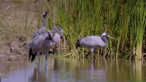 鹤鸟饮料水从河 — 图库视频影像