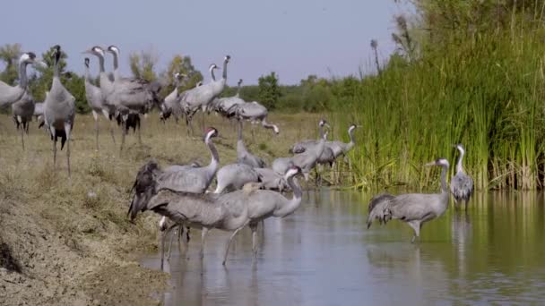 Crane Fågel Drycker Vatten Från Floden — Stockvideo