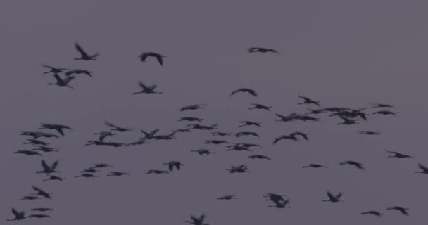Kranar Som Flyger Formationsflygning Flyttfågel Grus Grus — Stockvideo