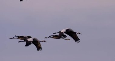 Turnalar Uçuyor, Kuşlar Uçuyor, Uçuyor