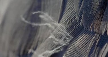 Yaygın Turna Tüyü, Orta Avrupa