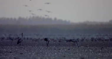 Turnalar A Alanında Yiyor, Grus Grus