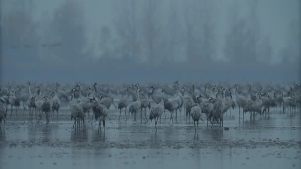 Milhares Pássaros Guindastes Lago — Vídeo de Stock