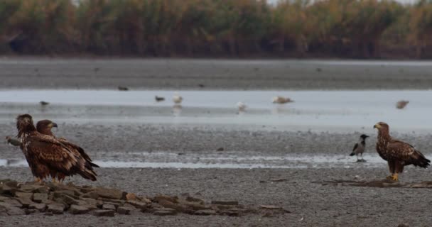 Orły Białe Haliaeetus Albicilla Europa Środkowa — Wideo stockowe