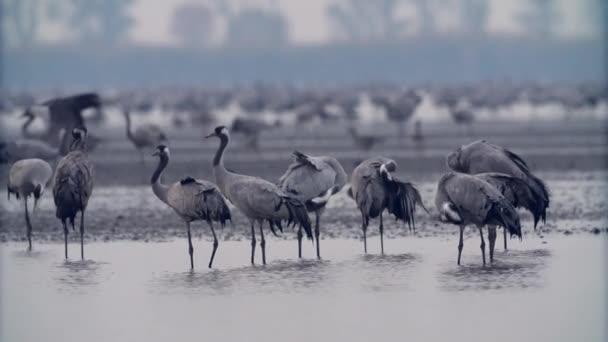 Milhares Pássaros Guindastes Lake Europa Central — Vídeo de Stock