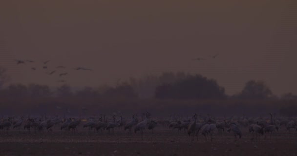 Tausende Kranichvögel Sicherheit Gebracht — Stockvideo