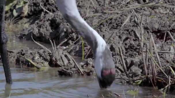 Crane Fågel Drycker Vatten Från Floden — Stockvideo