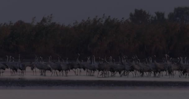 Duizenden Kraanvogels Aan Het Meer — Stockvideo