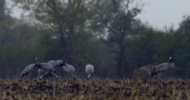 在田里吃饭的鹤 Grus Grus — 图库视频影像