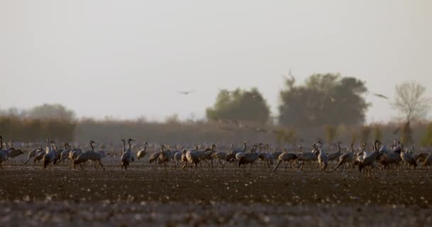 Mii Păsări Macara Teren — Videoclip de stoc